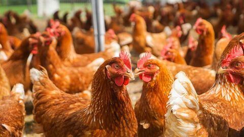 Hühner in Freilandhaltung